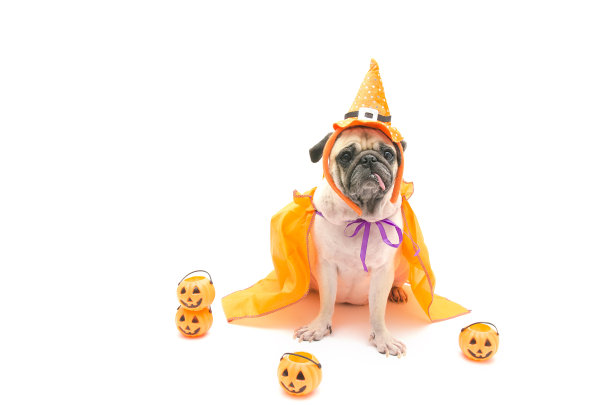 有趣可爱的哈巴狗坐着和舌头伸出快乐的万圣节和南瓜概念图片下载