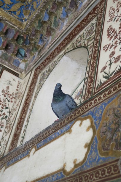 公野生家鸽在印度庙宇栖息/筑巢的特写图片，鸽子照片显示眼睛、嘴、脚、腿、健康的白鼻子、有害的腐蚀性粪便及野生灰鸽防治雀鸟及鸽子防治鸟巢虫害图片下载