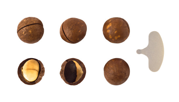 澳洲坚果孤立图片下载