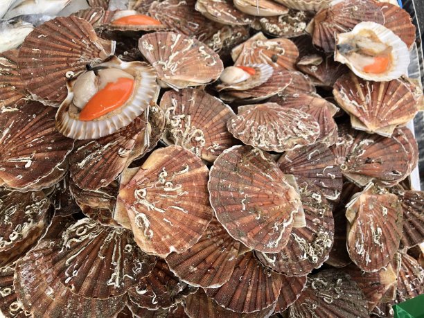 法国一个市场摊位上的贝壳里的鲜扇贝图片下载