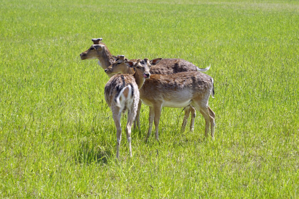 斑点鹿在田野上吃草。春天。五月阳光明媚的一天。野生动物。有蹄和角。多汁的绿草。图片下载