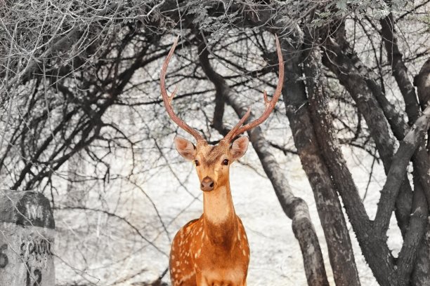 鹿图片下载