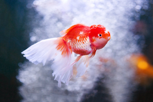 水族箱中的金鱼素材图片