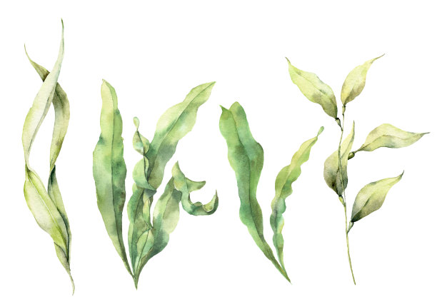 海带水彩套装。手绘水下花卉插图与藻类树叶枝孤立在白色的背景。用于设计、织物或印花。图片下载