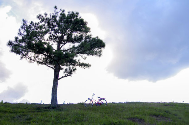 夕阳下的自行车、孤独的树和一对情侣图片下载