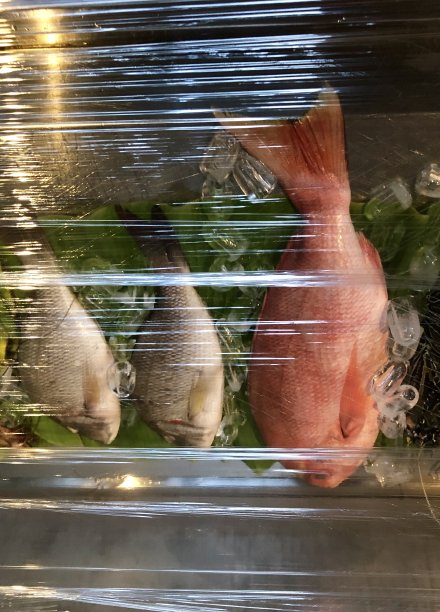 印度喀拉拉邦/果阿邦的一家海鲜餐厅，里面有新鲜的鱼，包括红鲷鱼，在厨房保鲜膜下拍摄的当天照片，准备放在烧烤烤盘上煮晚餐，海鲜餐厅里有当地印度渔民捕获的鱼图片下载
