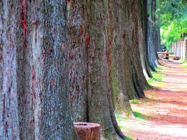 树干的树。图片下载