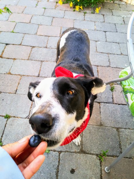 蓝莓狗——一只吃蓝莓的狗图片下载