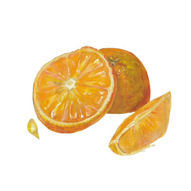 美味的橘色水果素材图片