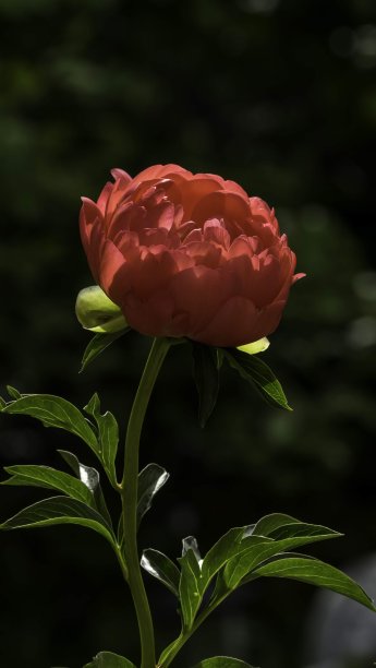 夏天牡丹花朵图片下载