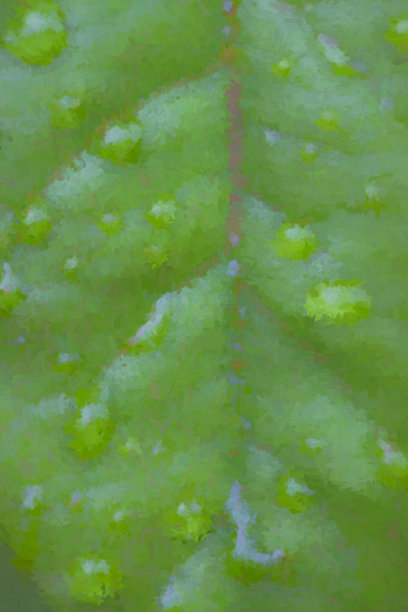 玫瑰叶子和雨滴图片下载