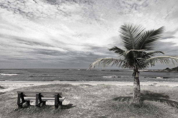 长凳和椰子树图片下载