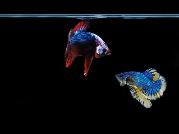 泰国斗鱼图片下载