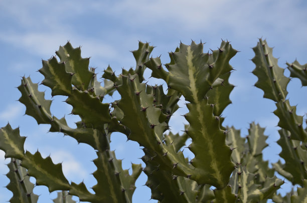 阿鲁巴的多刺仙人掌图片下载