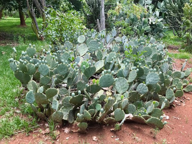 野生仙人掌芦荟植物丛生图片下载