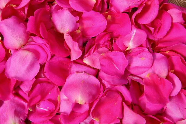 新鲜采摘的玫瑰花瓣。图片下载