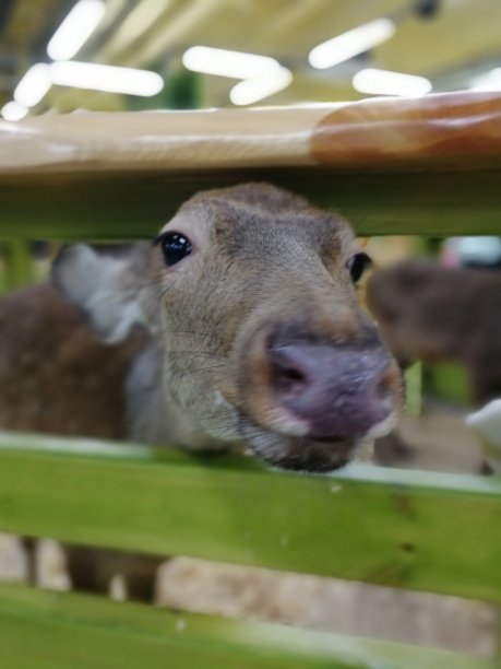 围栏里美丽的西伯利亚鹿。肖像。图片下载