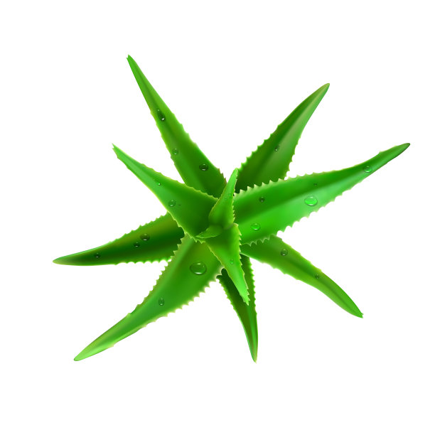 逼真的芦荟矢量插图在白色的背景图片下载