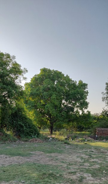 村庄有绿色的树木和植物图片下载