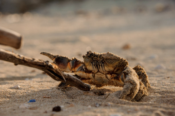 小螃蟹用爪子与木棍搏斗图片下载