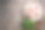 生鸡腿与香料和欧芹在黑暗的乡村背景。俯视图，复制空间。图片下载