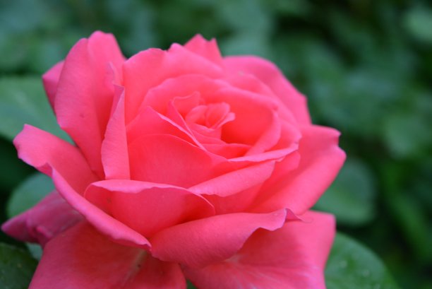 绚丽的霓虹粉色玫瑰照片，玫瑰花瓣，美丽的颜色和不同寻常的形状。家玫瑰在一个美丽的花园里。图片下载