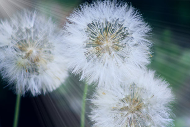 蒲公英近距离梦幻背景。图片下载