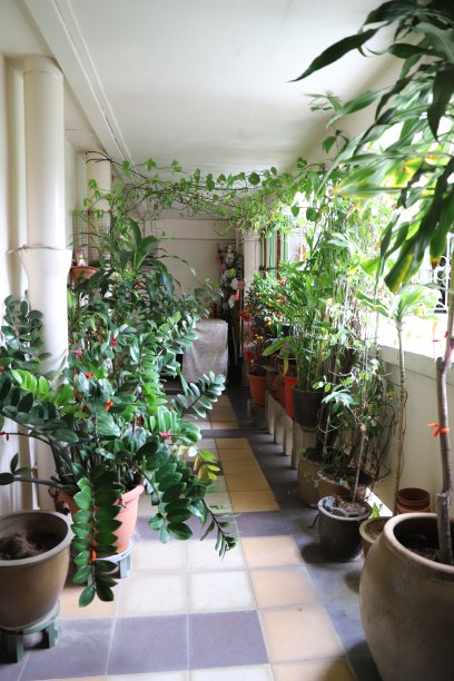 新加坡，标准公寓阳台，充满植物图片下载