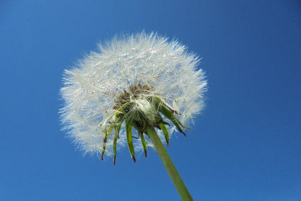 蓝天下的蓬松的蒲公英图片下载