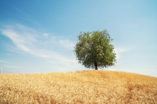 金色麦田里的一棵孤独的树。夏季景观与多云的天空。图片下载
