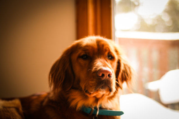 金毛猎犬图片下载