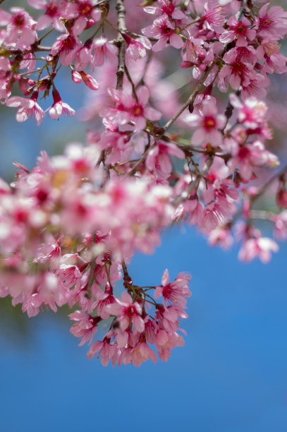 鲜花盛开的背景图片下载