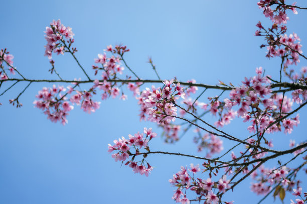 鲜花盛开的背景图片下载