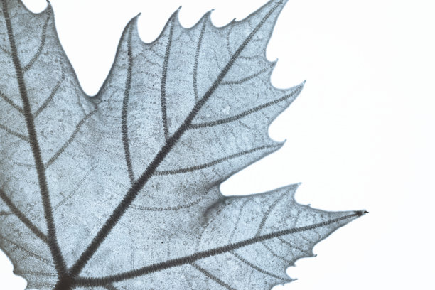 梧桐树叶子的特写，自然背景图片下载