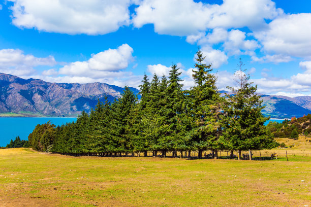 湖上的绿松林小巷图片下载