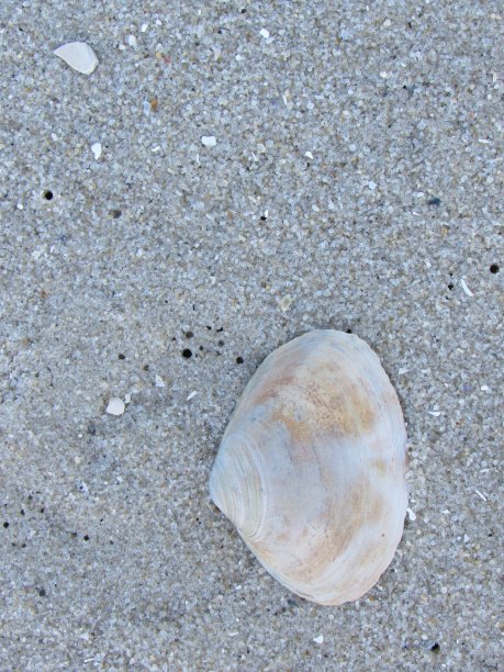 Sinlge蛤壳图片下载