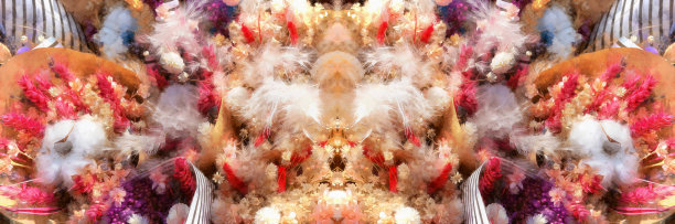 橙色，黄色，白色装饰花。图片下载