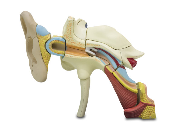 人造人耳模型图片下载