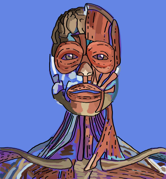 解剖人体头部艺术插图素描。图片下载