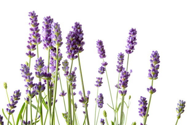 花:白色背景上孤立的薰衣草图片下载