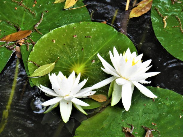 日本茨城市筑波市雨天的睡莲图片下载