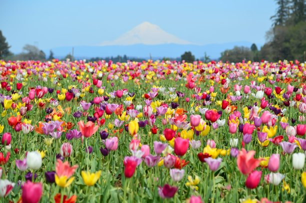 俄勒冈州的郁金香节图片下载