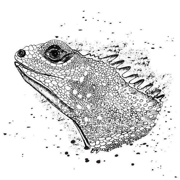 纹身用的鸟的草图图片下载