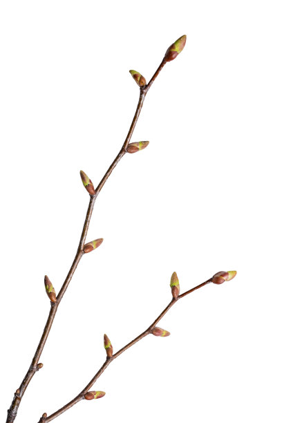 在白色背景上孤立的树枝。剪切路径图片下载