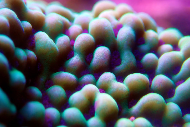 montipora SPS珊瑚虫的超水下宏图片下载