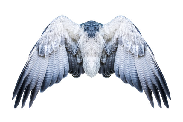 一对鹰翼孤立图片下载