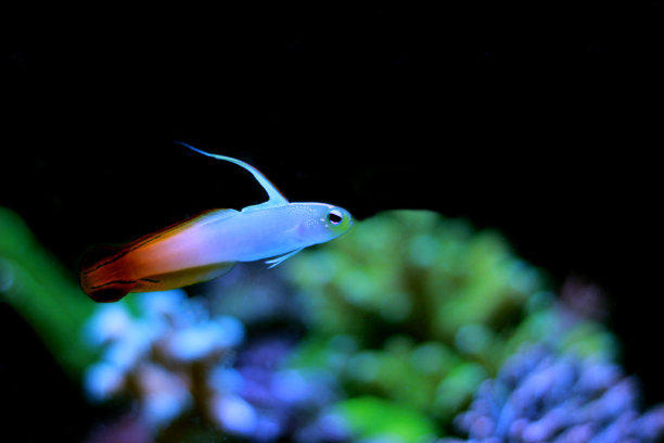 珊瑚礁水族缸中的虾虎鱼图片下载