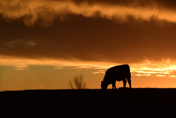 田里的牛图片下载