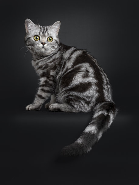 可爱的黑银色英国短毛小猫在黑色图片下载