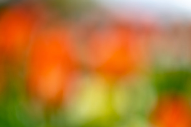 离焦郁金香在专员公园，渥太华，加拿大图片下载